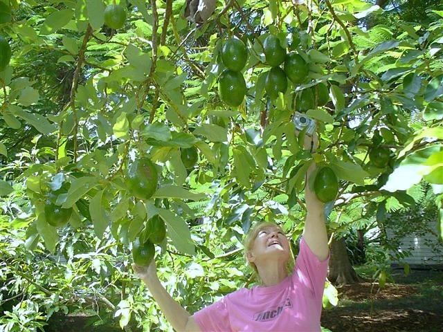 Avocado tree drenched with BioWash came alive!