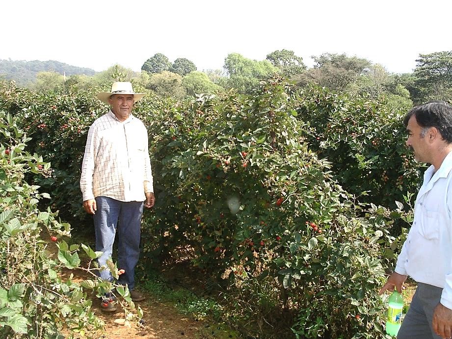 Blackberries - Biggest Yield Yet